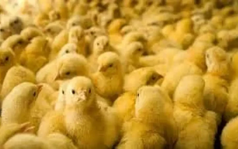 سعر الكتكوت الأبيض اليوم الثلاثاء في بورصة الدواجن وتأثيره على تكلفة الإنتاج الزراعي